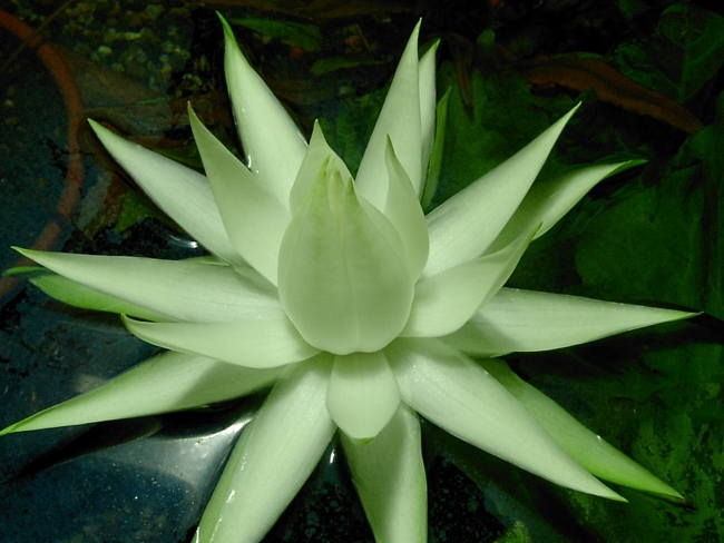  p>兔耳睡莲(学名: i>nymphaea /i>  i>oxypetala /i> planch.