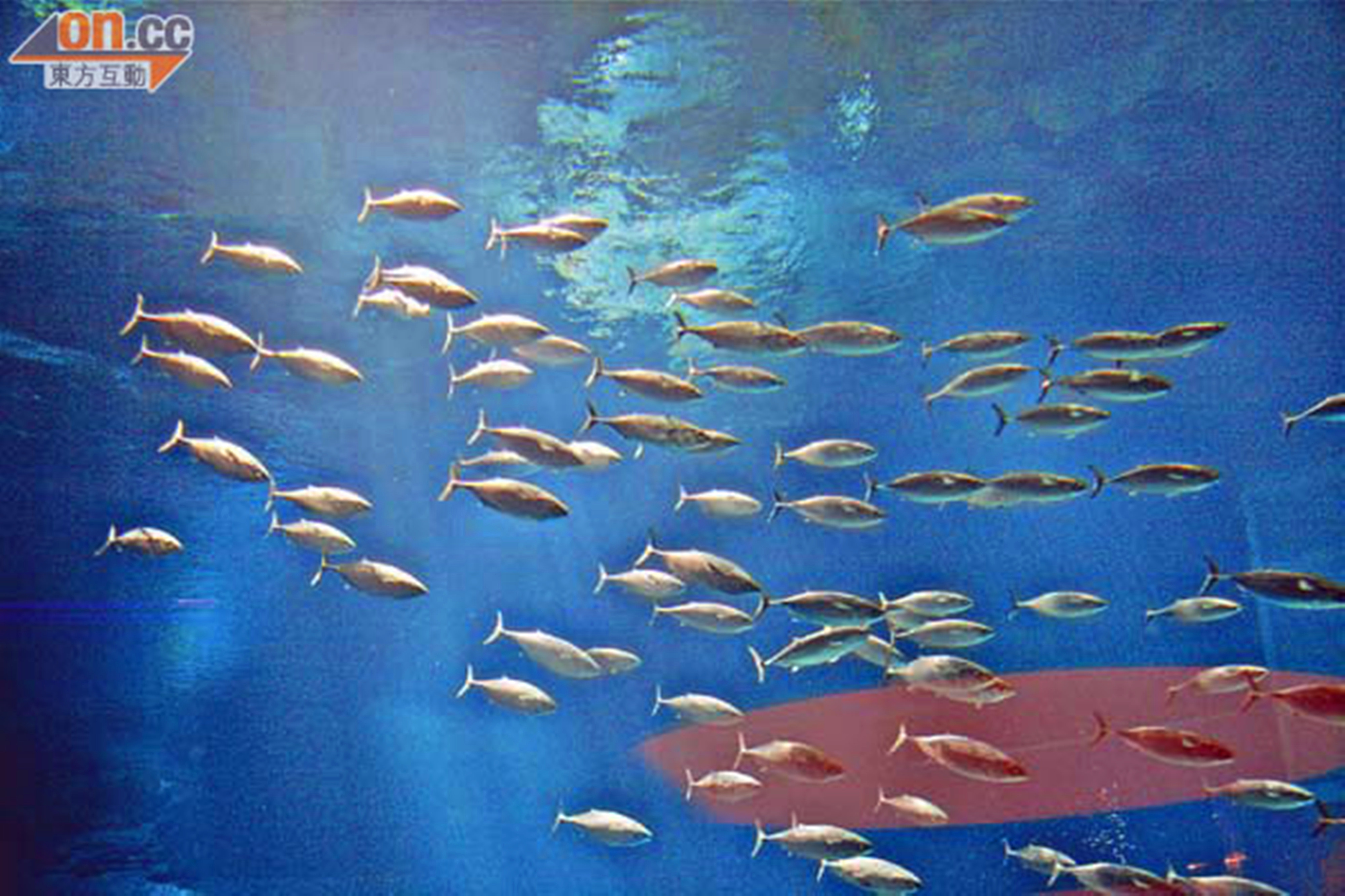  p>蓝鳍吞拿鱼(bluefin tuna)即 a href="#" data-lemmaid="2161792">