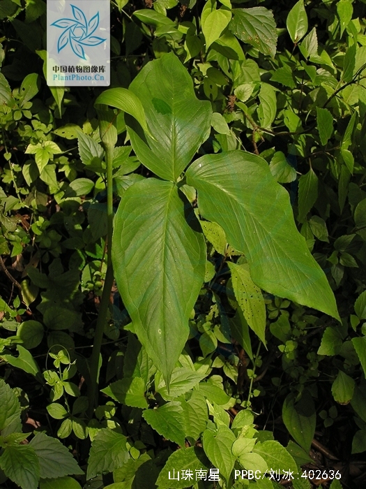  p>山珠南星,是 a href="#" data-lemmaid="6721720">天南星科 /a>