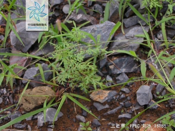 aristida adscensionis linn.