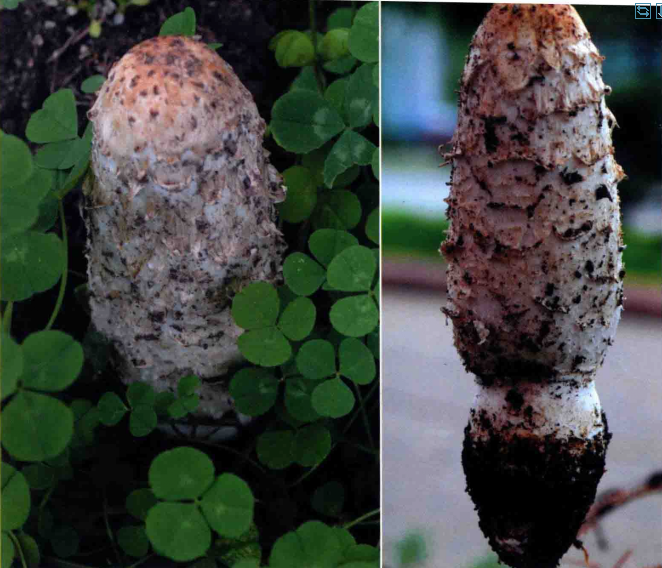  p>毛头鬼伞(学名: i>coprinus comatus /i>)是鬼伞科,鬼伞属 a