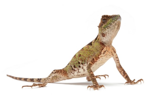  p>丽棘蜥(学名: i>acanthosaura lepidogaster /i>)是鬣蜥科,棘蜥属