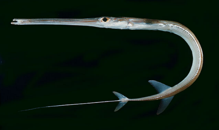  p>鳞烟管鱼(学名: i>fistularia petimba /i>)是烟管鱼科,烟管鱼属的