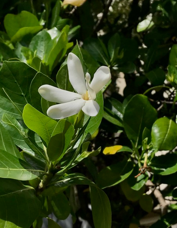 gardenia weissichii