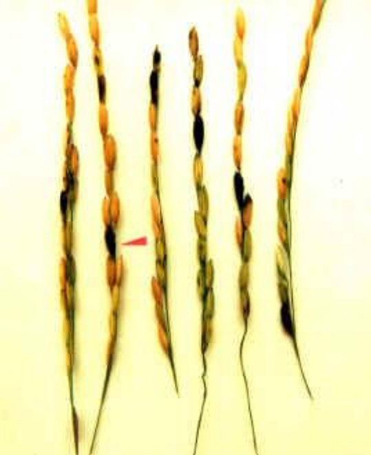  p data-id="gnaw95lpea">水稻粒黑粉病是由狼尾草腥黑粉菌引起的