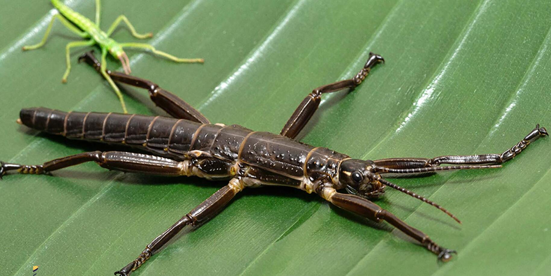 豪勋爵岛竹节虫
