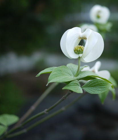  p>日本四照花(学名: i>cornus kousa /i> f.