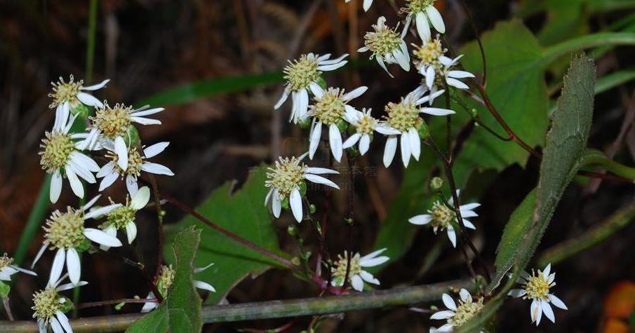  p>东风菜属( a target="_blank" href="/item/学名/8074290" data