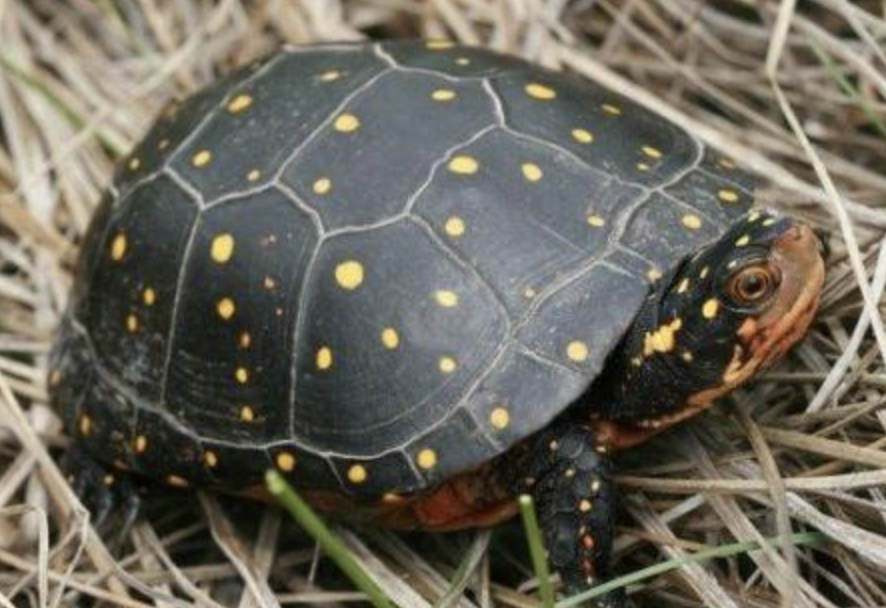 属中小型龟类,体长为10-13厘米,成年个体重约0.5千克.