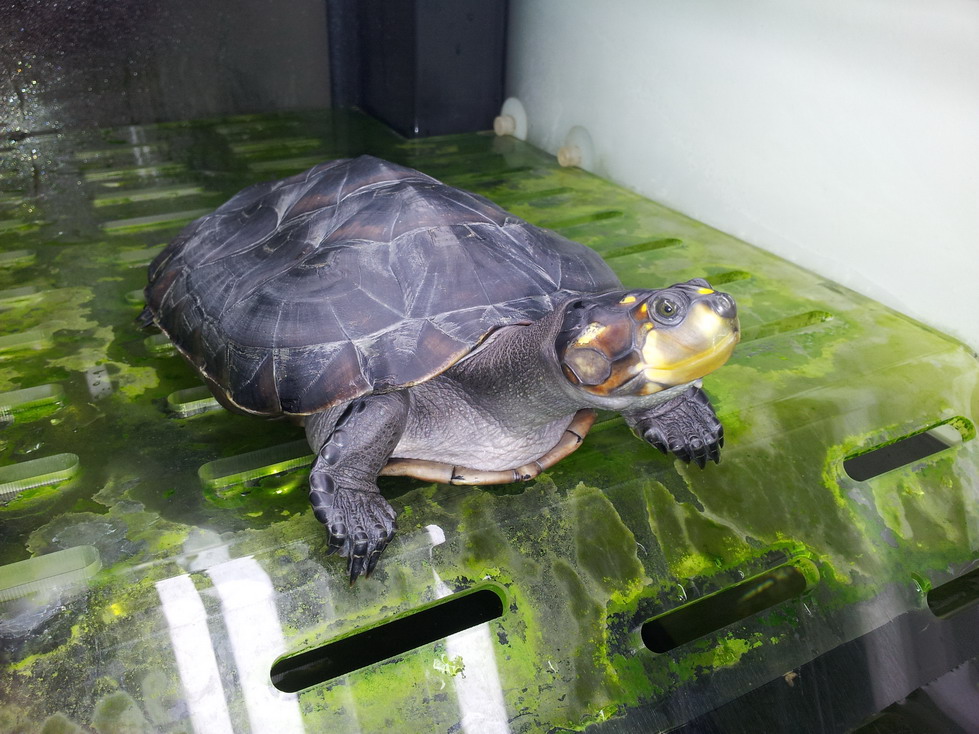  p>黄头侧颈龟(学名: i>podocnemis unifilis /i>)是侧颈龟科,南美侧