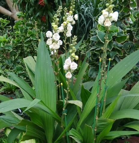  p>鸽子兰(学名: i>peristeria /i>  i>elata /i> hook.