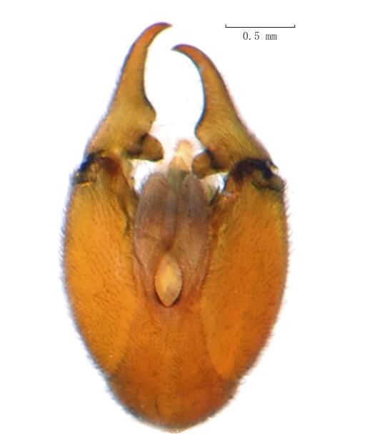  p>明翅新蝎蛉(学名: i>neopanorpa claripennis /i>)是蝎蛉科,新蝎蛉