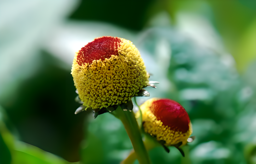 金钮扣（菊科金钮扣属植物）_百度百科