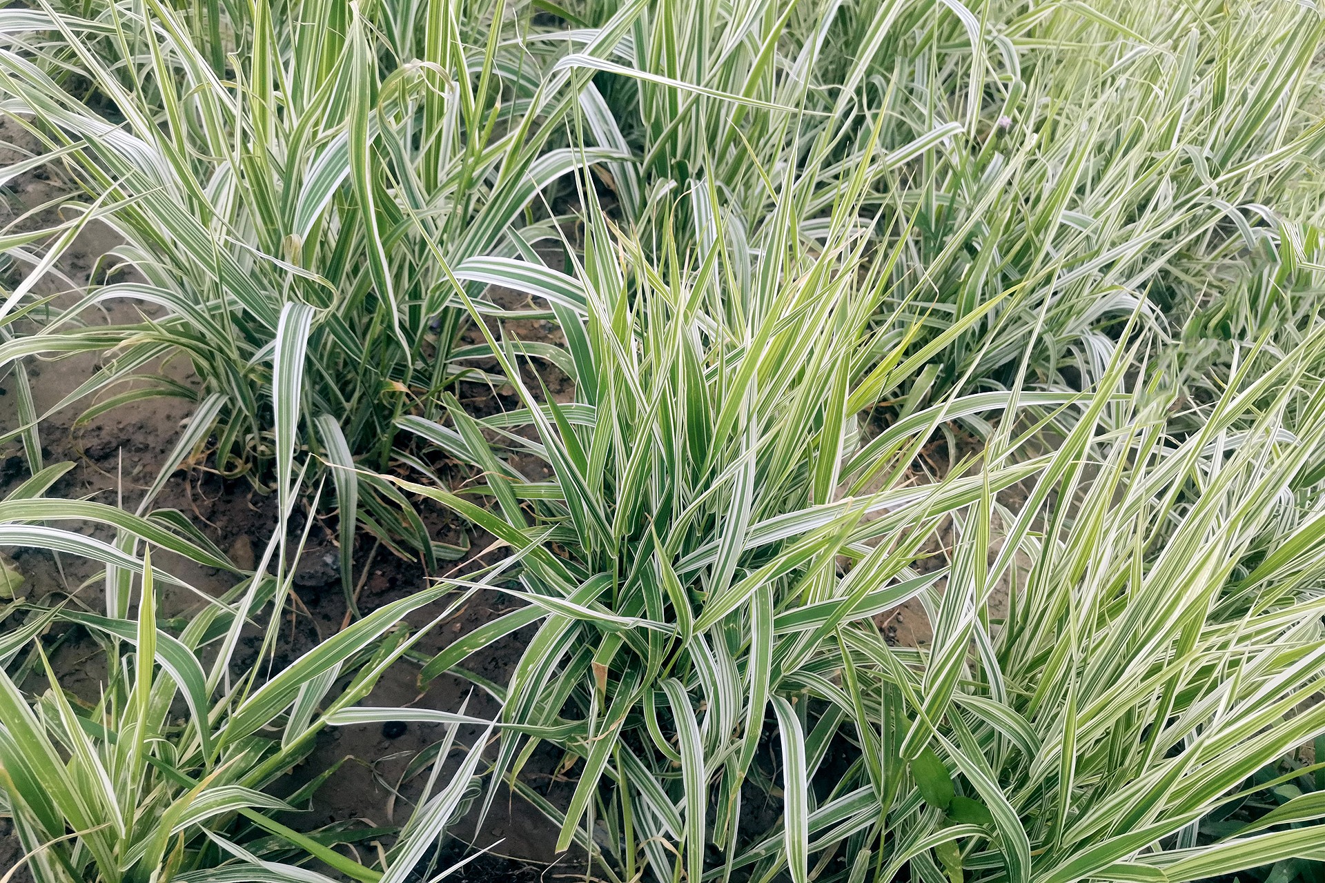  p>玉带草(学名:丝带草,拉丁学名:phalaris arundinacea l. var.
