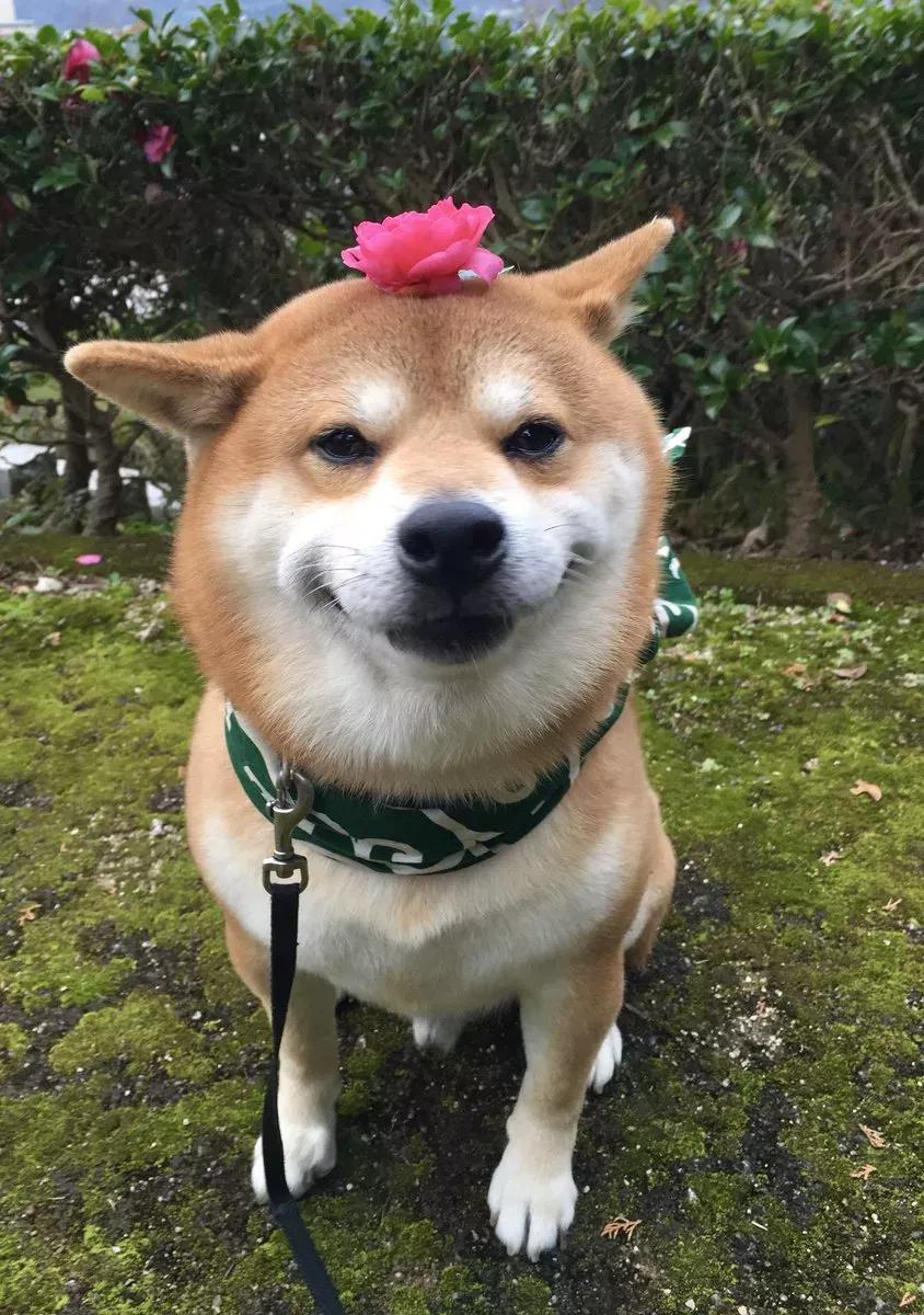 hhp