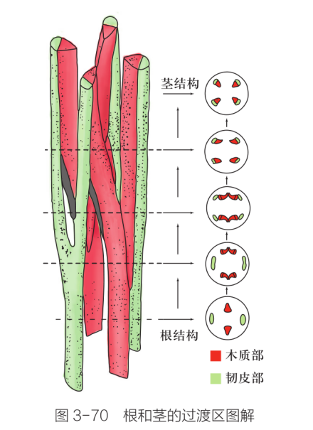 根（植物的六大器官之一）_百度百科