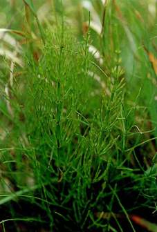 问荆（木贼科木贼属植物）_百度百科