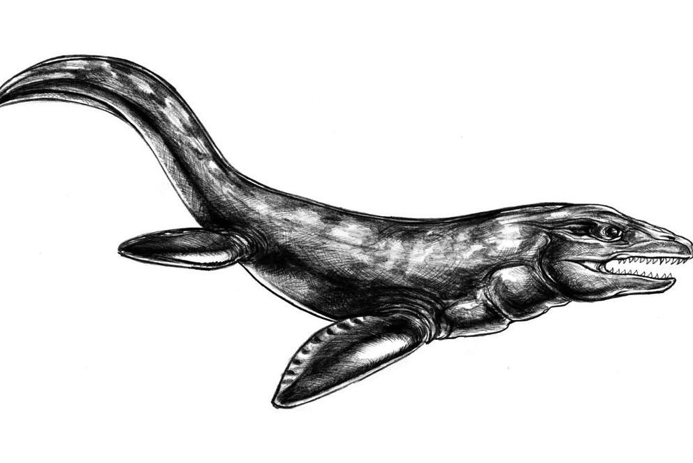  p>扁掌龙(学名:plioplatecarpus)是 a target=