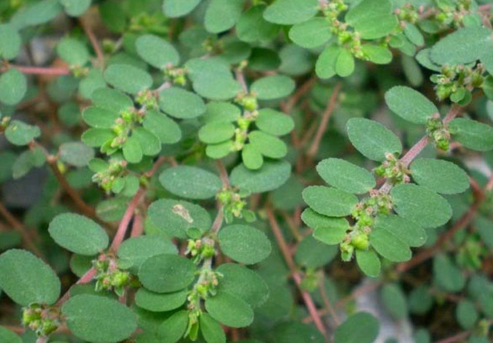 俗名:千根草,小虫儿卧单,血见愁草,草血竭