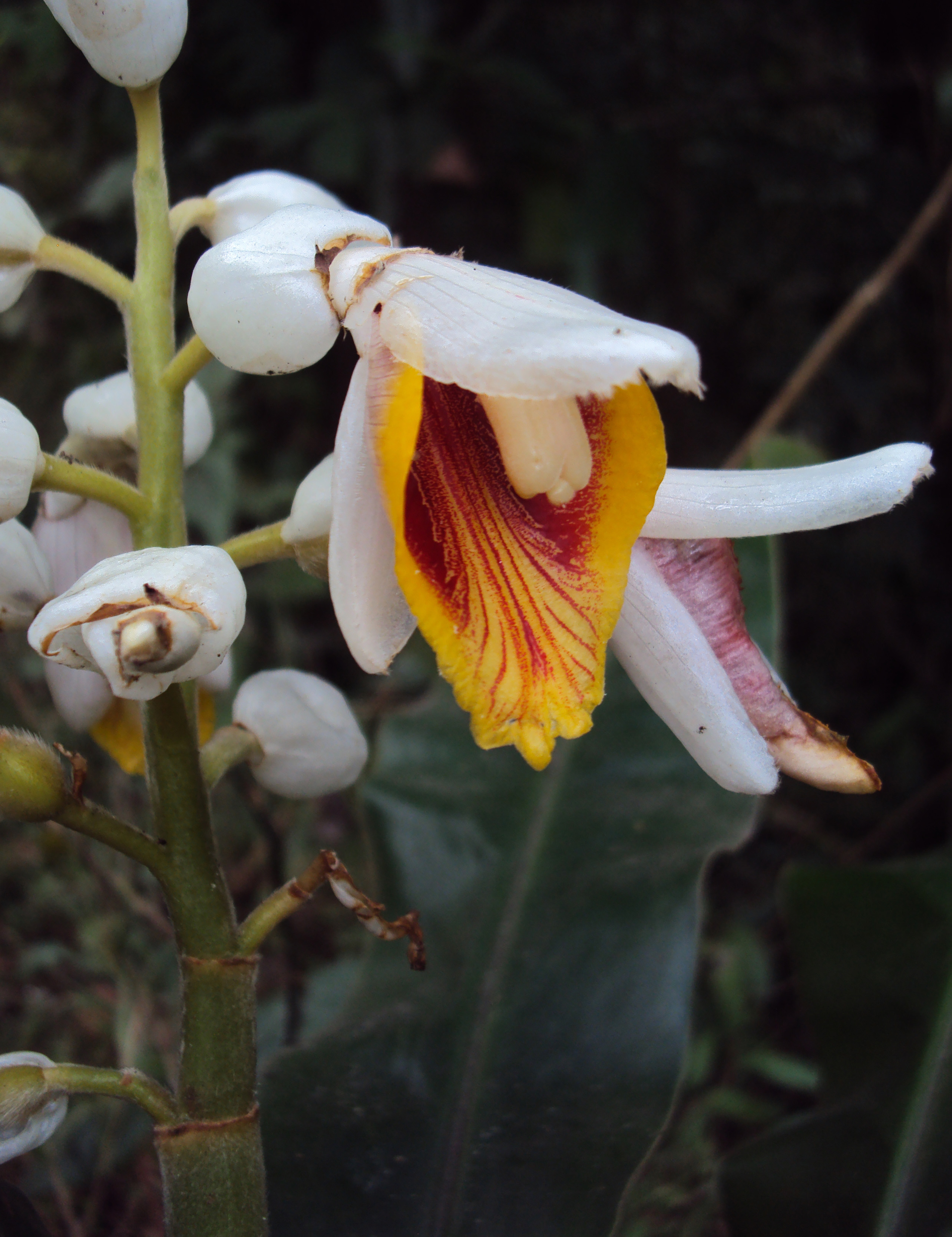 l. burm.) roscoe)是姜科,山姜属植物.