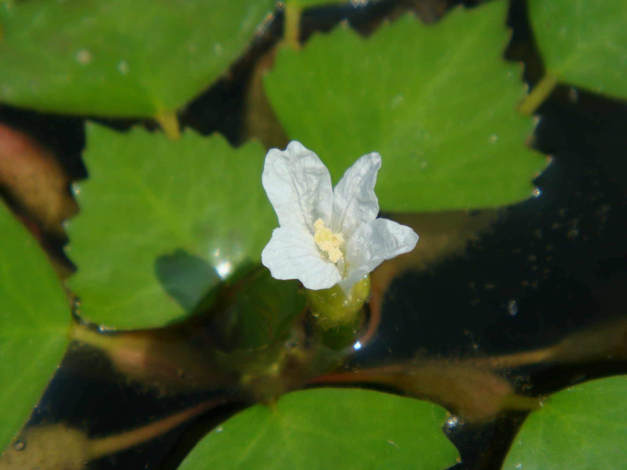 欧菱