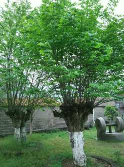 青檀（大麻科青檀属植物）_百度百科