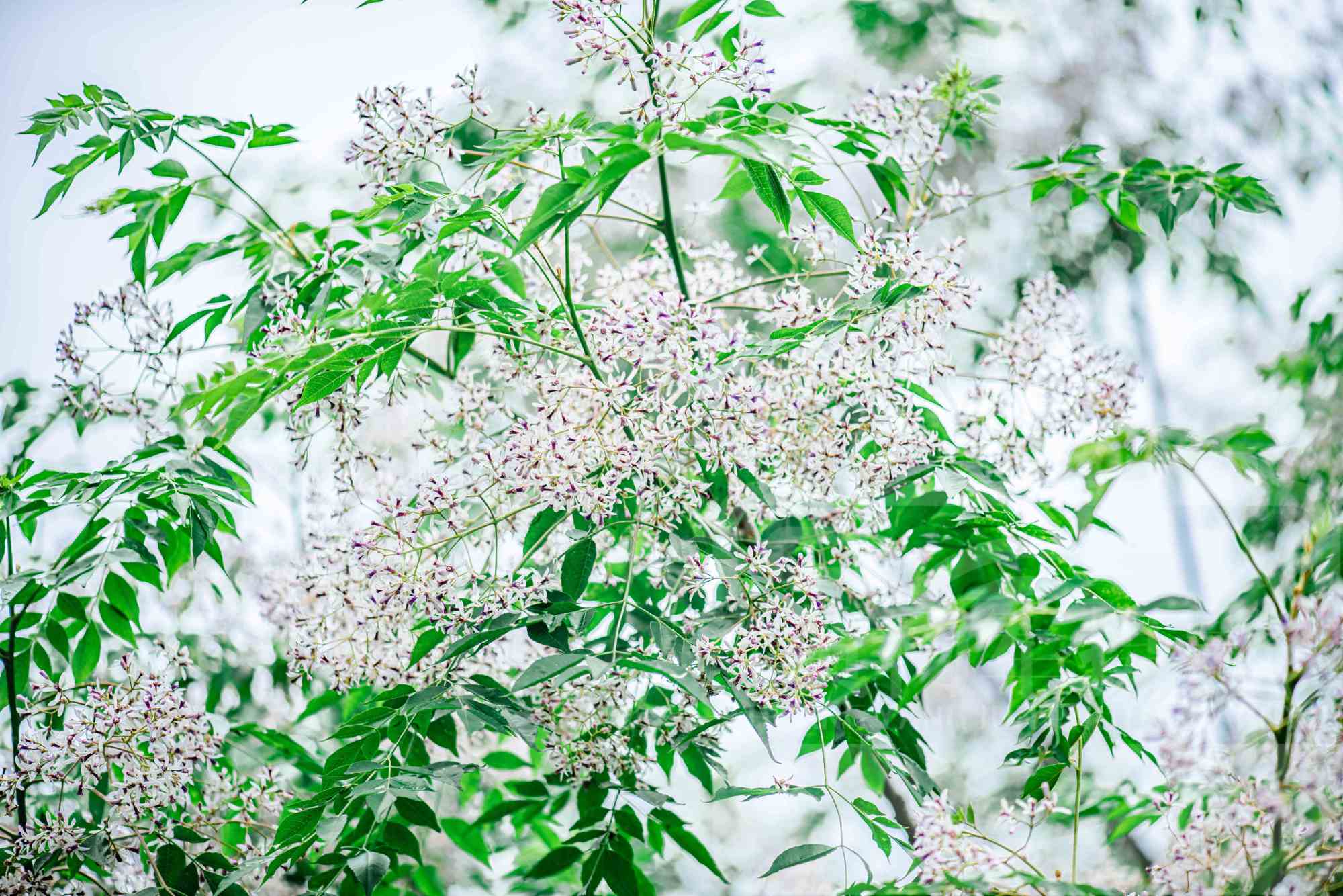 楝（楝科楝属植物）_百度百科