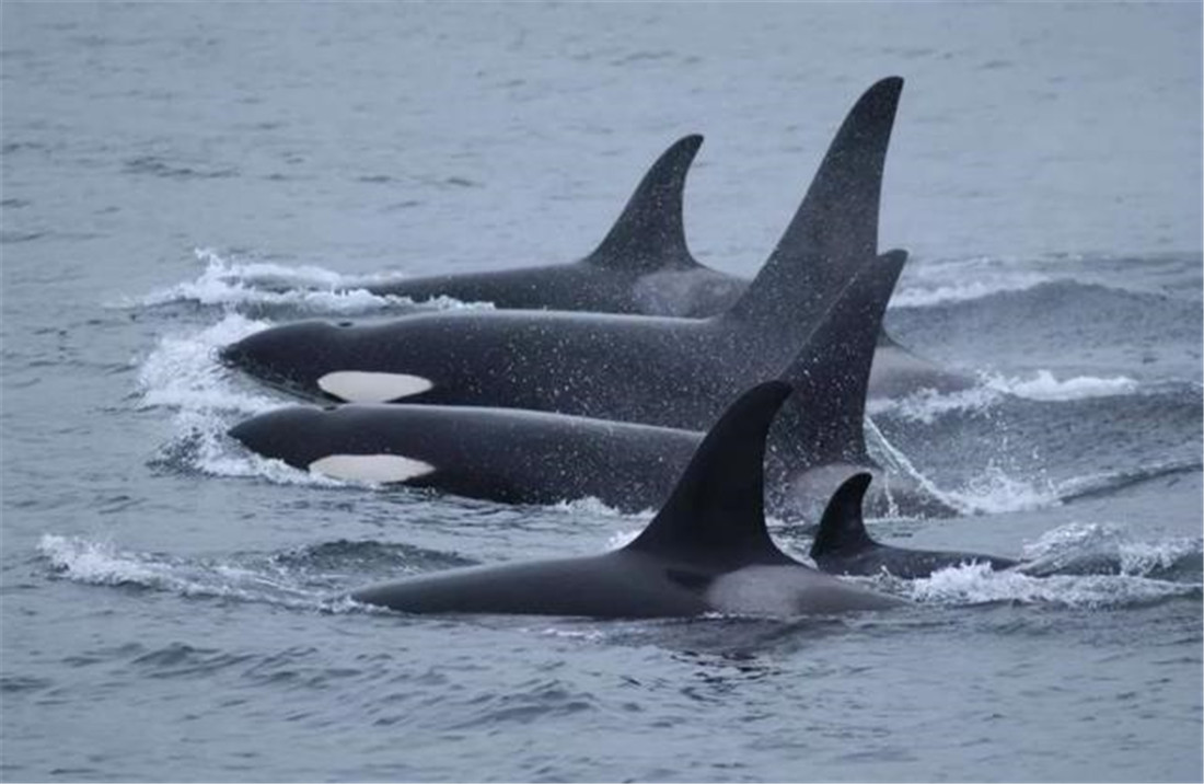 虎鲸敢把鲨鱼当零食吃，常用胸鳍亲热，雄性去别的族群“走婚”_百科TA说