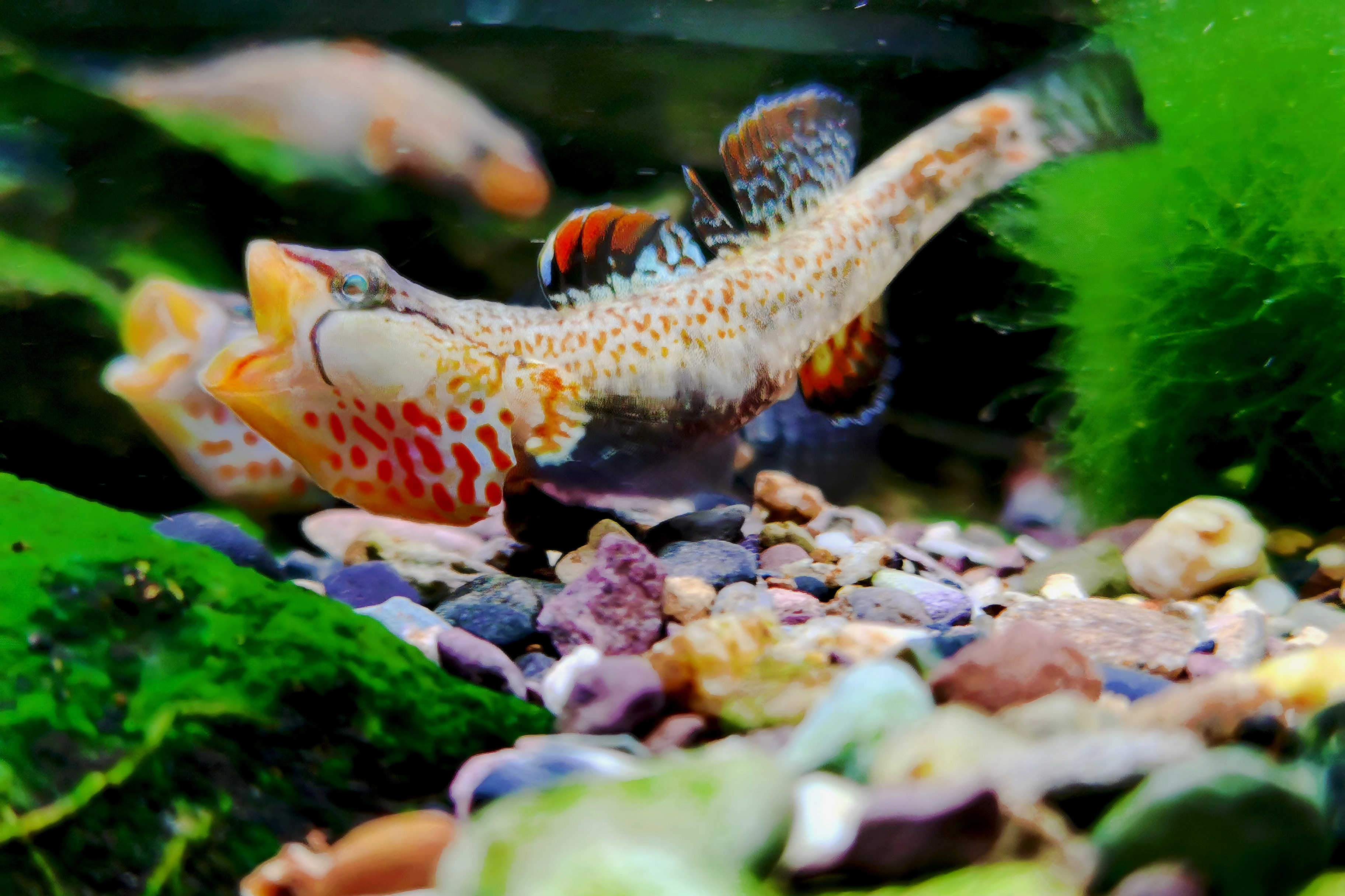 湖南蓝喉黄唇虾虎鱼