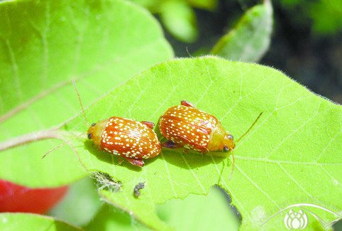 黄栌胫跳甲成虫期只做少量的营养补充,它的危害期主要集中在幼虫期