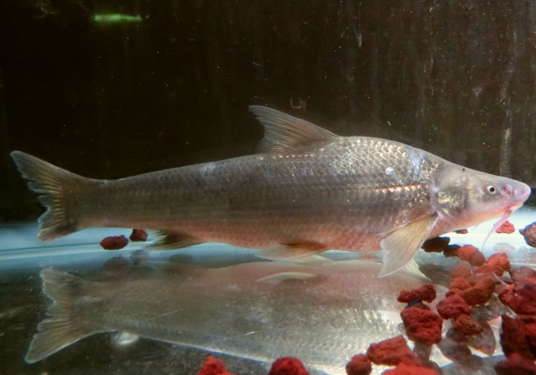  p>圆口铜鱼(学名: i>coreius guichenoti /i>)是鲤科,铜鱼属鱼类.