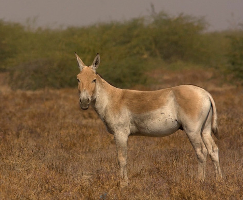  p>印度野驴( i>equus hemionus khur /i>):是马科,马属动物"亚洲野驴