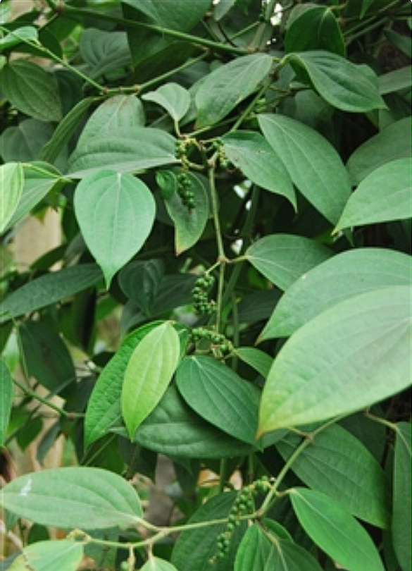  p>胡椒,又名:昧履支,披垒,坡洼热等,拉丁学名:piper nigrum l属 a