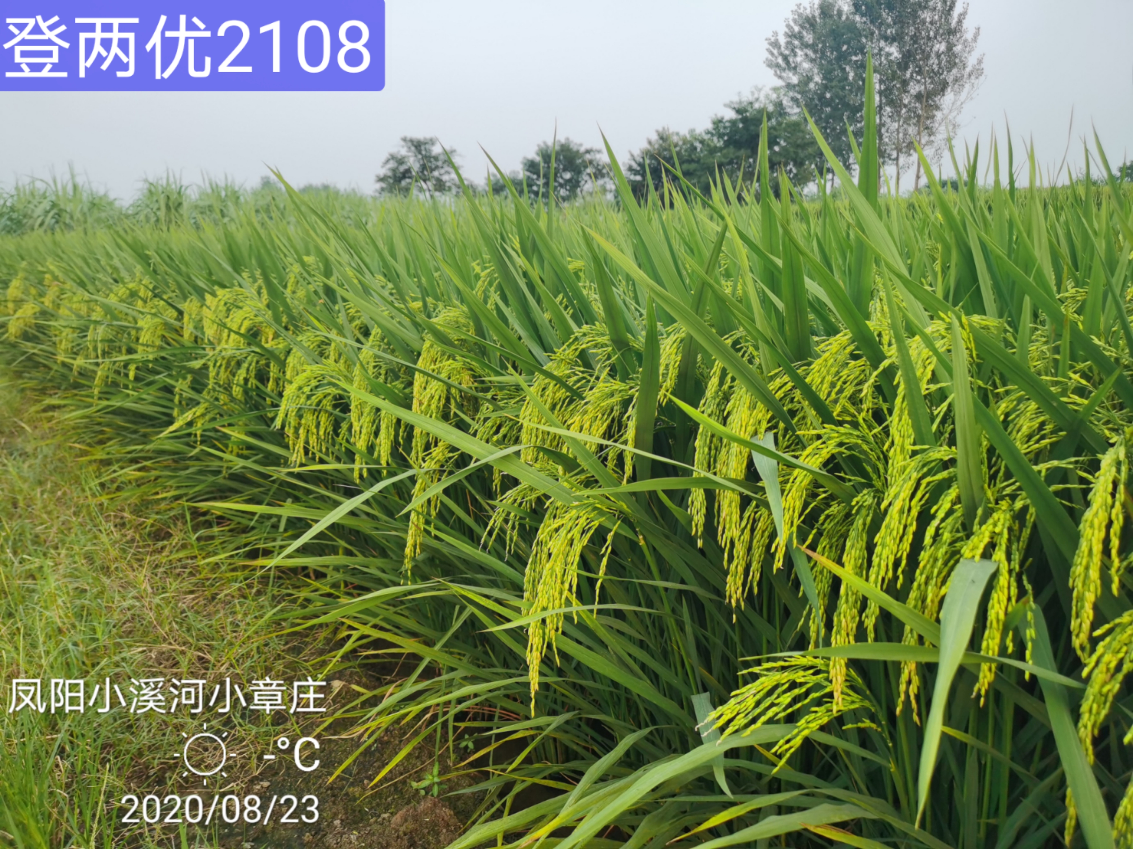  p>登两优2108,籼型两系杂交水稻,滁州登农农业科技有限公司选育.