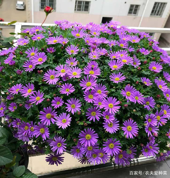 最适合秋季养的4种 菊花 一盆开上100朵花 漂亮又好养 百科ta说