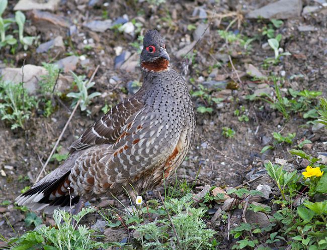  p>红喉雉鹑(学名: i>tetraophasis obscurus /i>):是雉科,雉鹑属的 a