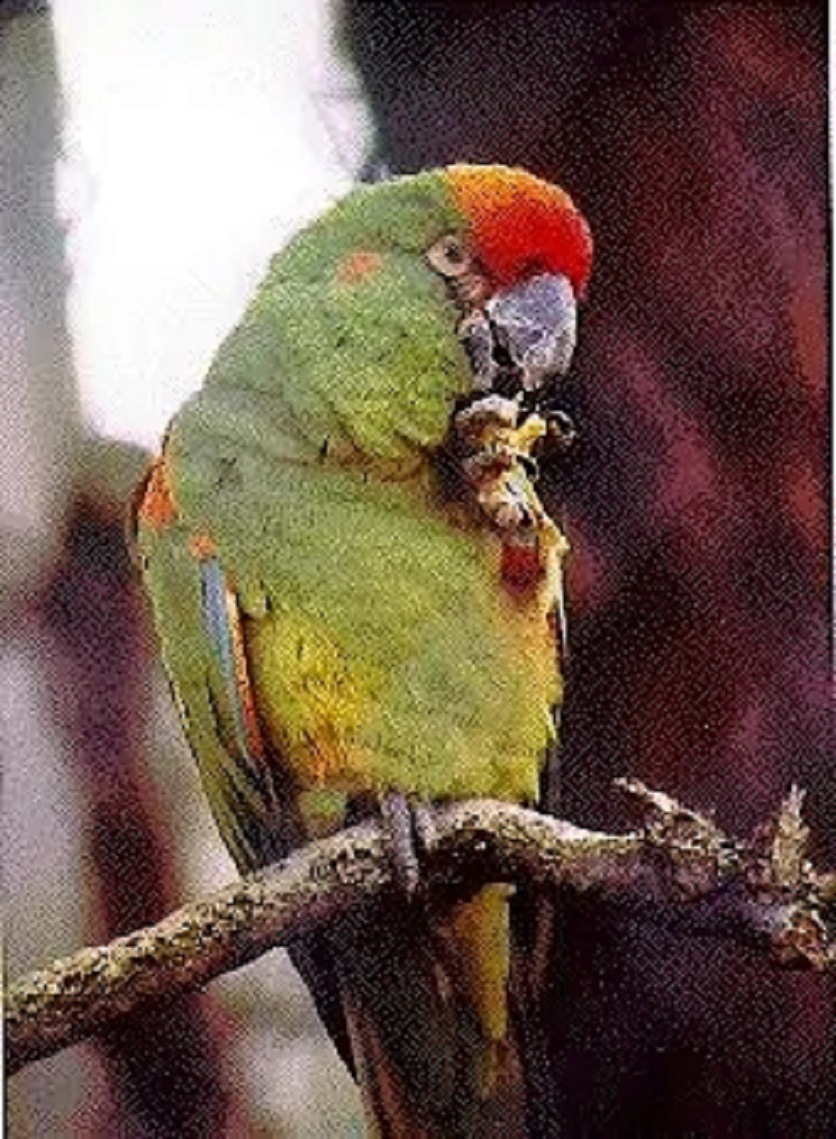 红颊金刚鹦鹉