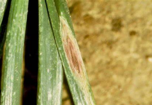 href="/item/韭菜/478849" data-lemmaid="478849">韭菜 /a>的病害