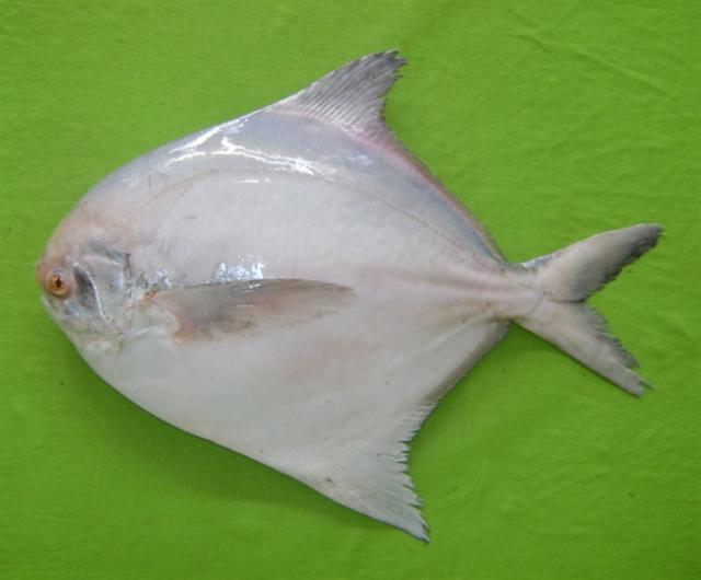  p>银鲳(学名: i>pampus argenteus /i>)是鲳科,鲳属鱼类.