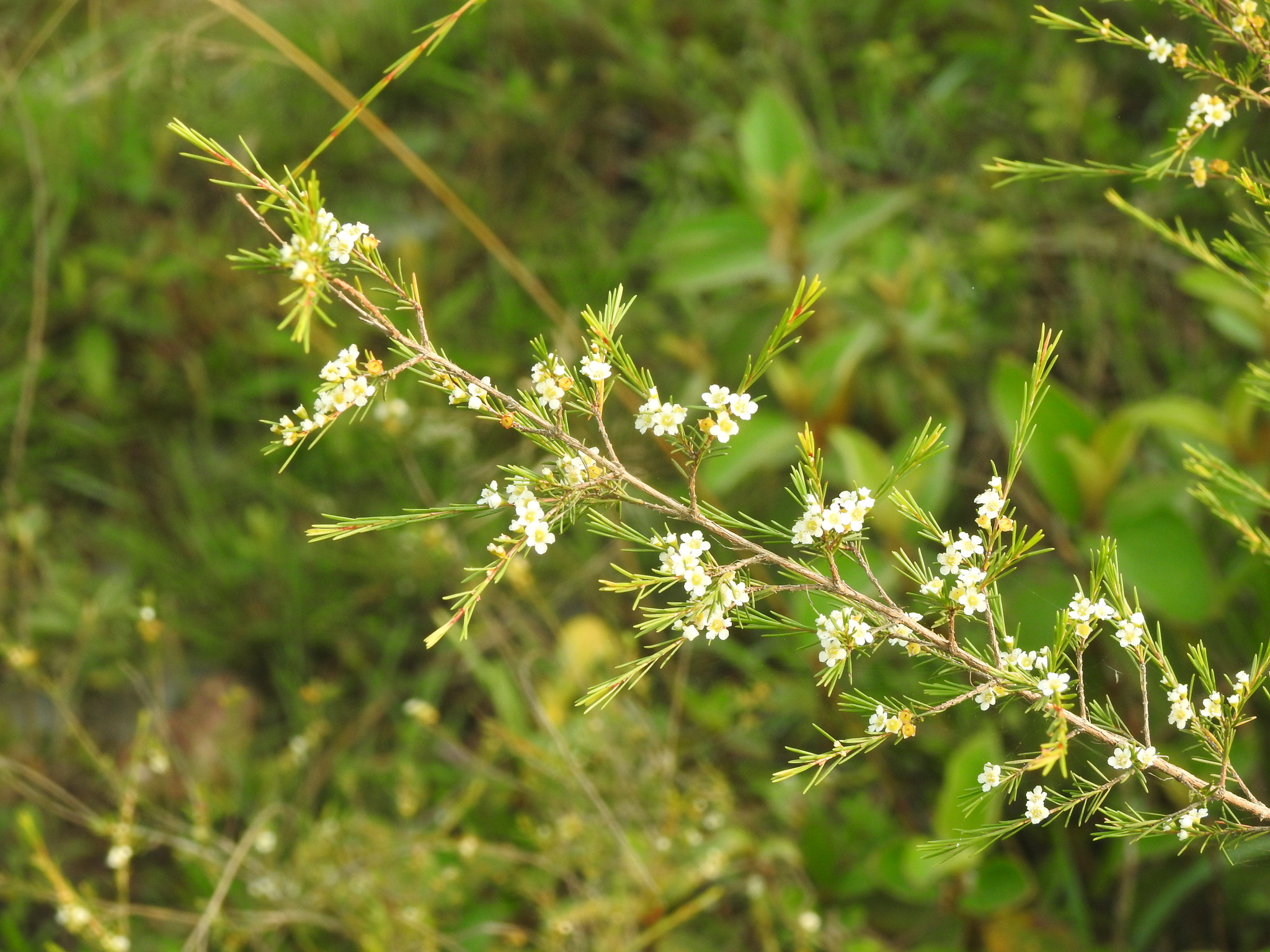 是桃金娘科岗松属的小乔木或灌木状植物.