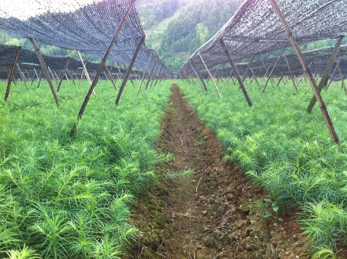 杉木（柏科杉木属植物）_百度百科