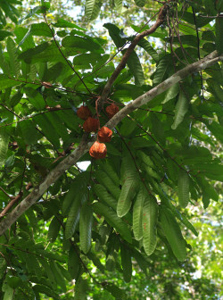 Carapa surinamensis_百度百科