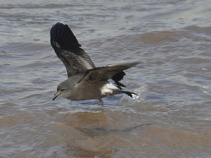  p>白腰叉尾海燕(学名: i>oceanodroma leucorhoa /i>): a target="