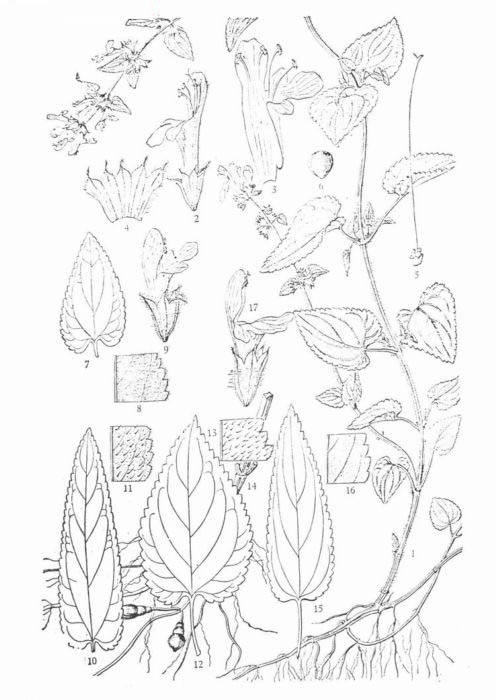 strictiflora var. latidens