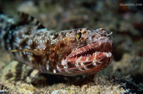  p>龙头鱼(学名: i>harpadon nehereus /i>)是龙头鱼科,龙头鱼属的一