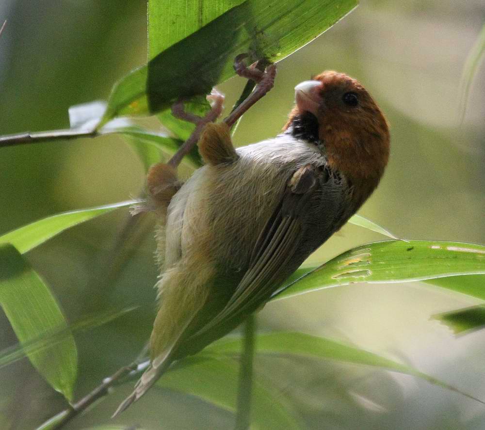  p>短尾鸦雀(学名: i>neosuthora davidiana /i>)是莺科,鸦雀属小型