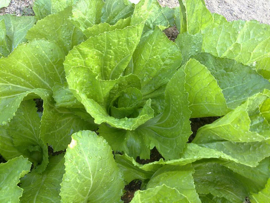  p>芥菜(学名: i>brassica juncea /i>   (l.) czern. et coss.