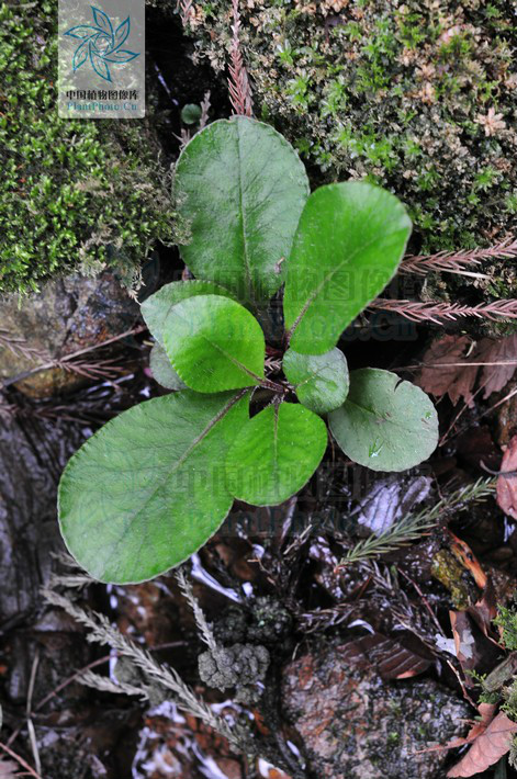  p>大叶金腰,虎耳草科金腰属植物. /p>