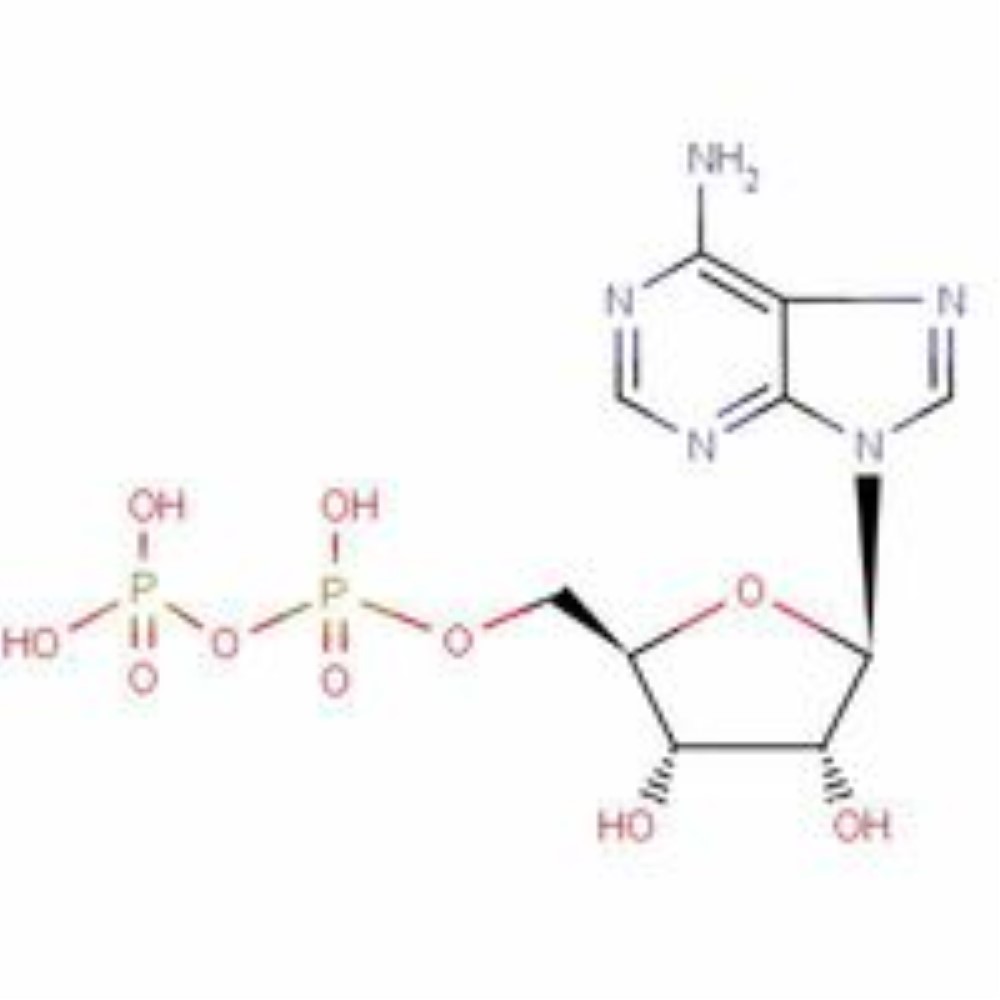 腺苷二磷酸
