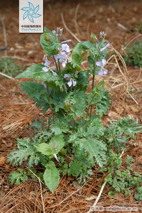  p>缺刻叶诸葛菜,十字花科, a target="_blank" href="/item/诸葛菜属